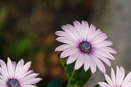 Bloem in Boskoop von Andries de Lange
