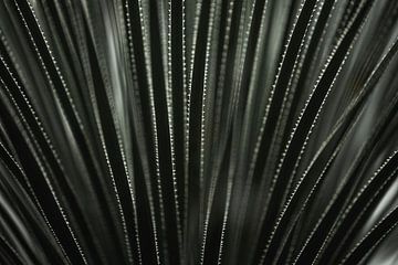 Abstraction Rythme de l'ombre et de la lumière Plantes beauté