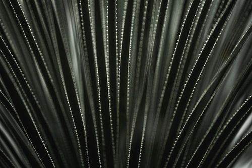 Abstractie Ritme in Licht en Schaduw Planten schoonheid