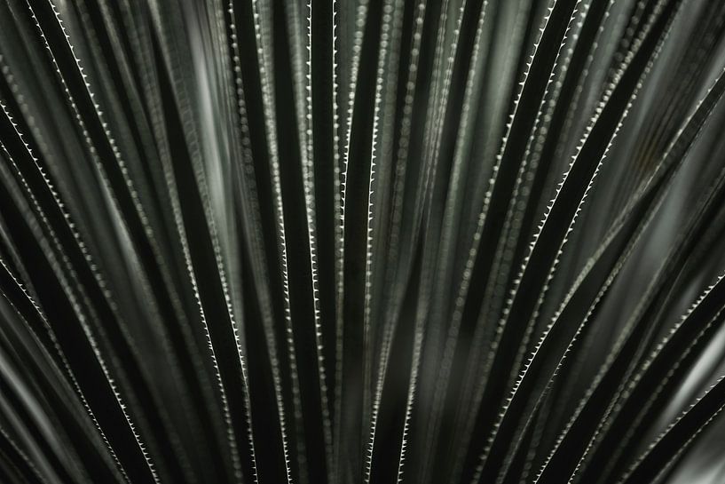 Abstraktion Rhythmus in Licht und Schatten Pflanzen Schönheit von Femke Ketelaar