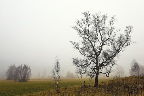 Herfstmistlandschap in Irndorfer Hardt - Natuurpark Opper-Donau