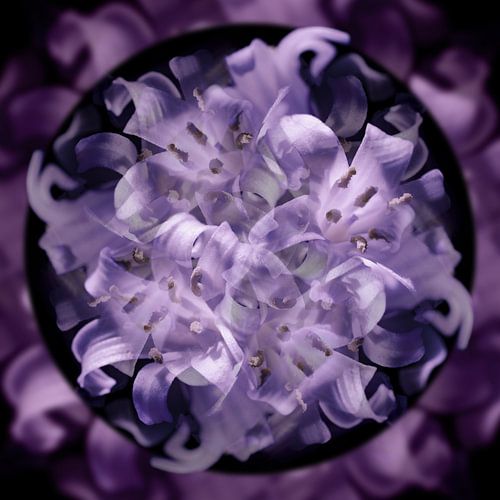 Bloemen