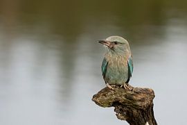 Charognard sur Jan van Vreede