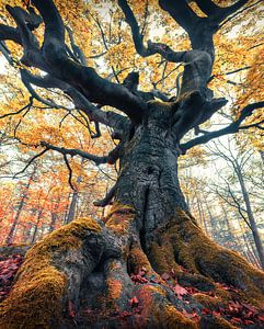 Der mächtige Baum