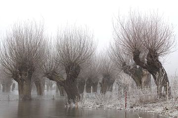 knotwilgen in vorst en mist van Karina Baumgart