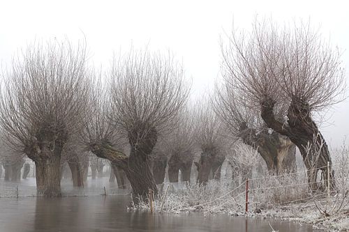 Kopfweiden bei Frost und Nebel