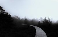 Brouillard dans les marais