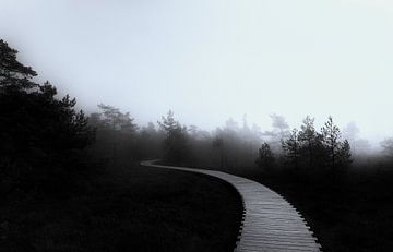 Nebel im Moor
