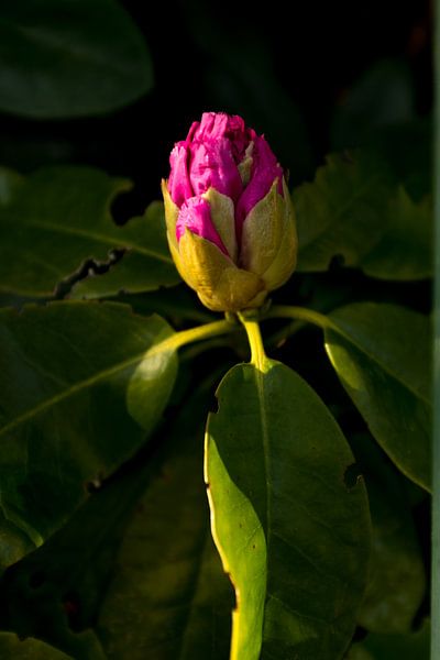 rhododendron in bloom, with shadow. botanical can | fine art nature photography by Karijn | Fine art Natuur en Reis Fotografie