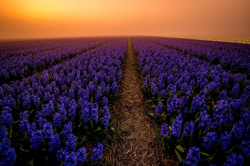 Blue by peterheinspictures