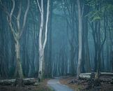 Mysterious atmospheres in the Speulderbos by Vincent Fennis thumbnail
