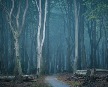 Mysterious atmospheres in the Speulderbos by Vincent Fennis