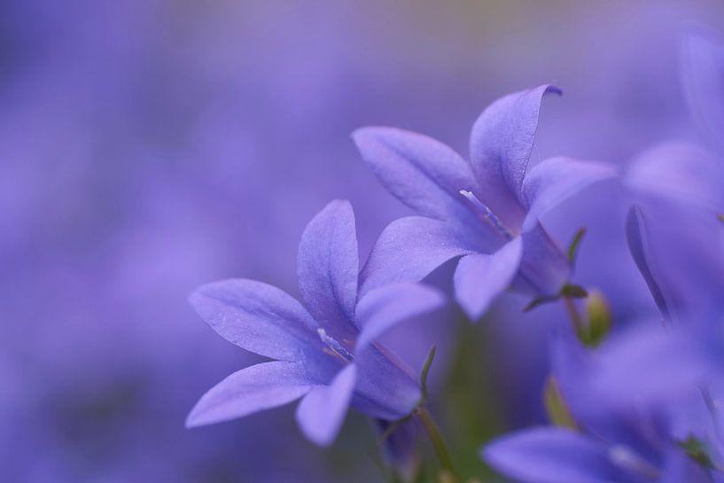 Blaue Campanula von Cor de Hamer