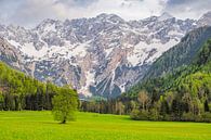 Zgornje Jezersko dallandschap in de lente van Sjoerd van der Wal Fotografie thumbnail