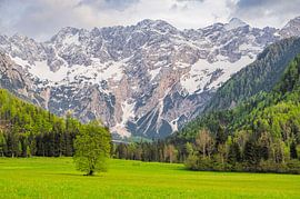 Blick auf die Landschaft des Zgornje Jezersko-Tals während des Frühlings von Sjoerd van der Wal Fotografie