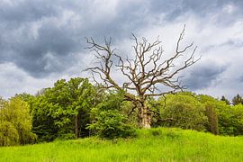 Landschap met weide en bomen bij Kuchelmiß