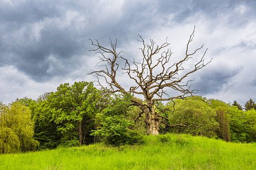 Landschap met weide en bomen bij Kuchelmiß