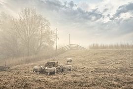 Sheep along the dike by Monique van Velzen