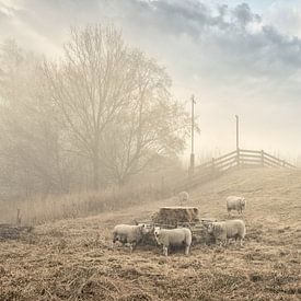 Schafe entlang des Deiches von Monique van Velzen