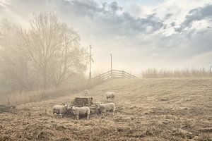 Moutons le long de la digue sur Monique van Velzen