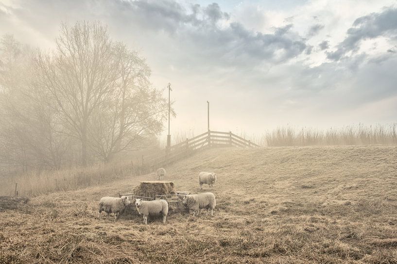 Moutons le long de la digue par Monique van Velzen