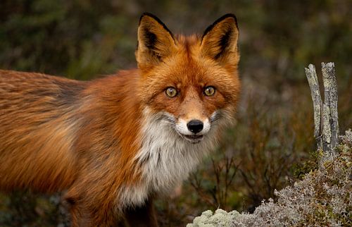Rein den Fuchs auf der Flucht