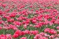 Tulpen
