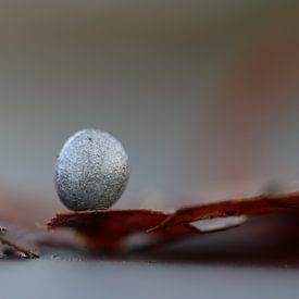 Perle sur Angelique Raaijmakers