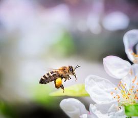 Bee flies to a white apple blossom by ManfredFotos
