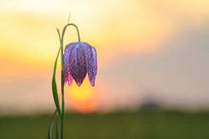 Snake's Head Fritillary close up in a meadow during sunset