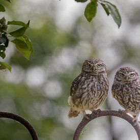 Steenuiltjes samen op het hek by Dirk jan Duits