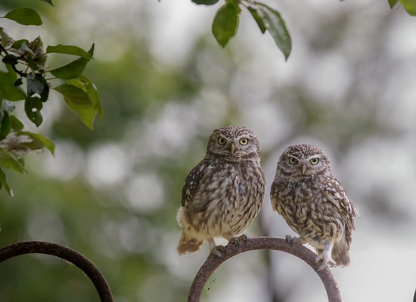 Steenuiltjes samen op het hek by Dirk jan Duits