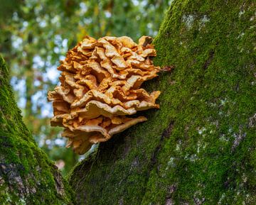 Close-up of a tree fungus on an oak trunk by ManfredFotos