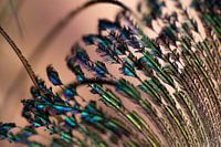 Peacock feather