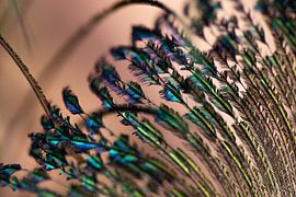 Pauwenveer van Renske van Lierop