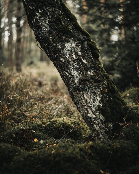 Birke und Moos von Ruben Terlouw