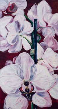 orchidee I  von Angelika Oft-Roy