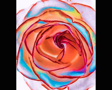 colorized flower van Franka vander Helm