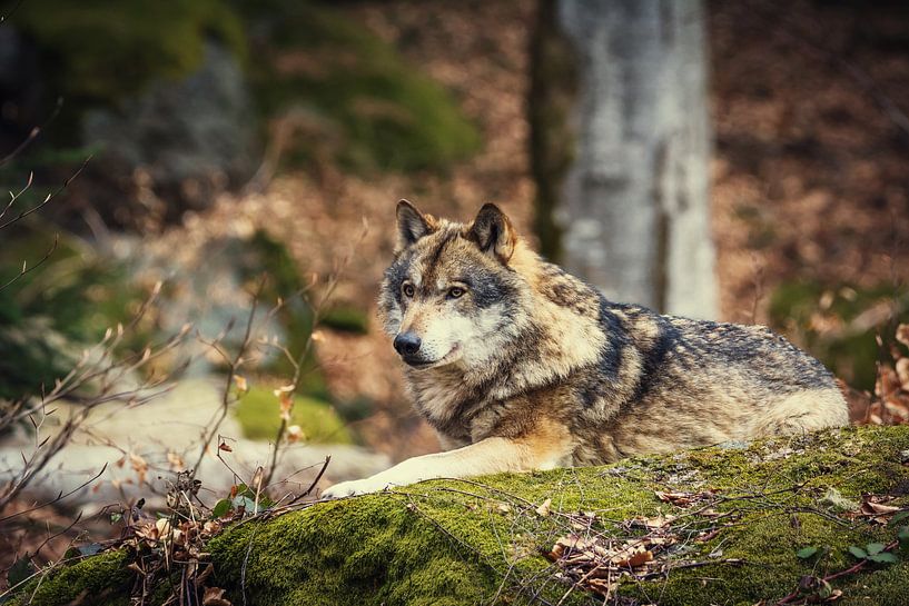 Wolf en Bos van Tobias Luxberg