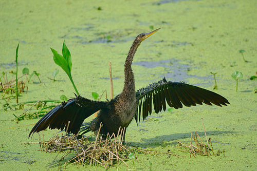 Een anhinga (slangenvogel) die zijn vleugels uitstrekt