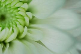 Macro