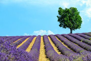 Bloeiende lavendel in de Provence tijdens een zomerse dag van Sjoerd van der Wal Fotografie