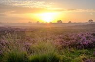Zonsopgang in een heidelandschap met bloeiende heideplanten van Sjoerd van der Wal Fotografie thumbnail