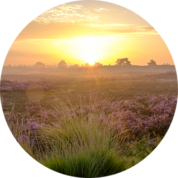 Zonsopgang in een heidelandschap met bloeiende heideplanten