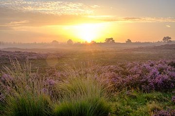 Sonnenaufgang in einer Heidelandschaft mit blühenden Heidekrautpflanzen