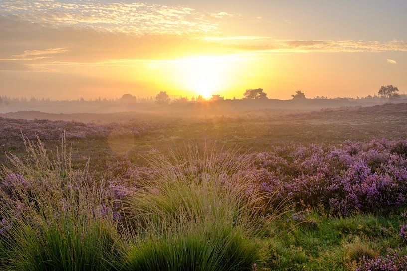 Zonsopgang in een heidelandschap met bloeiende heideplanten van Sjoerd van der Wal Fotografie