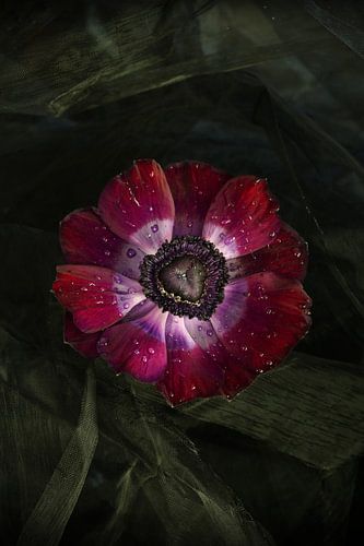  stilleven anemoon bloem