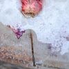 Frozen Rose | Pink | Fine Art Photography by Nanda Bussers