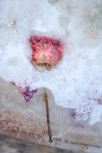Bevroren roos van Nanda Bussers
