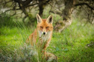 Renard aux yeux de feu sur Ans Bastiaanssen